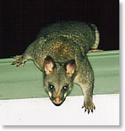 Rapid Roof Repairs licensed with NPWS in capture and removal of our native possums and uses a humane trapping system